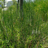 속새(Equisetum hyemale L.) : 들국화