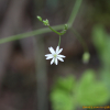 긴잎별꽃(Stellaria longifolia Muhl. ex Willd.) : 통통배