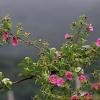 생열귀나무(Rosa davurica Pall.) : 설뫼*