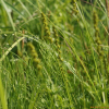 타래사초(Carex maackii Maxim.) : 도리뫼