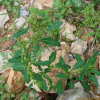 좀명아주(Chenopodium ficifolium Smith) : 봄까치꽃