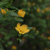 황매화(Kerria japonica (L.) DC. for. japonica) : 별꽃