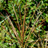 금억새(Miscanthus sinensis Andersson f. chejuensis (Y.N.Lee) M.Kim) : 설뫼*