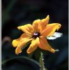 원추천인국(Rudbeckia bicolor Nutt.) : 현촌