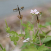 흰이질풀(Geranium thunbergii Siebold ex Lindl. & Paxton f. pallidum (Nakai ex H.Hara) Murata) : 현촌