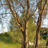용버들(Salix matsudana for. tortuosa Rehder) : 현촌