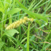 괭이사초(Carex neurocarpa Maxim.) : 꽃마리