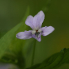 민졸방제비꽃(Viola acuminata for. glaberrima (H.Hara) Kitam.) : 고들빼기