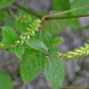 쇠무릎(Achyranthes bidentata Blume var. japonica Miq.) : 가야
