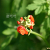 붉은강낭콩(Phaseolus multiflorus Willd.) : 塞翁之馬