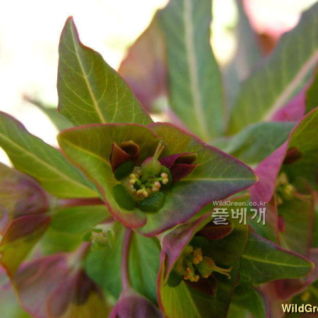 붉은대극(Euphorbia ebracteolata Hayata) : 둥근바위솔