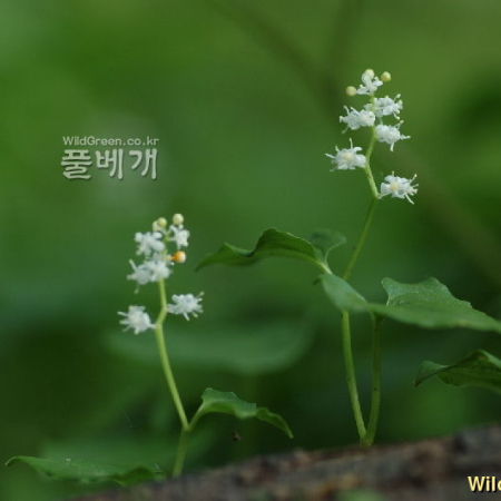 두루미꽃(Maianthemum bifolium (L.) F.W.Schmidt) : 벼루