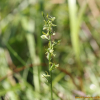 하늘산제비란(Platanthera neglecta Schltr.) : 통통배