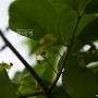 회잎나무 : 러비