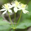 할미밀망(Clematis trichotoma Nakai) : 산들꽃