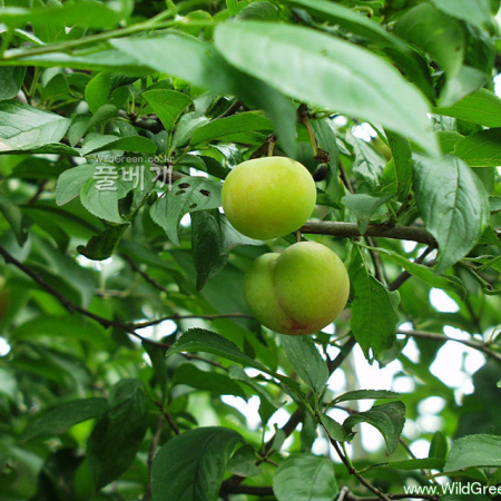 자두나무(Prunus salicina Lindl.) : 은하수