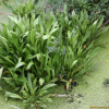 택사(Alisma canaliculatum A.Br. & Bouche) : 산들꽃