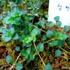 섬백리향(Thymus quinquecostatus ?elak. var. magnus (Nakai) Kitam.) : 설뫼