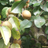 배나무(Pyrus pyrifolia var. culta (Makino) Nakai) : 들국화
