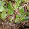 가래(Potamogeton distinctus A.Benn.) : 고원근