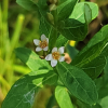 물고추나물(Triadenum japonicum (Blume) Makino) : 현촌
