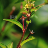 바늘여뀌(Persicaria bungeana (Turcz.) Nakai ex Mori) : 꽃사랑