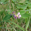 털조록싸리(Lespedeza maximowiczii C.K.Schneid. var. tomentella (Nakai) Nakai) : 추풍