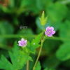 산이질풀(Geranium nepalense Sweet) : 추풍