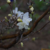 흰진달래(Rhododendron mucronulatum for. albiflorum (Nakai) Okuyama) : 가야
