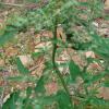 취명아주(Chenopodium glaucum L.) : 까치박달