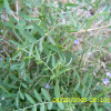 얼치기완두(Vicia tetrasperma (L.) Schreb.) : 현촌