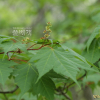 시닥나무(Acer komarovii Pojark.) : 벼루