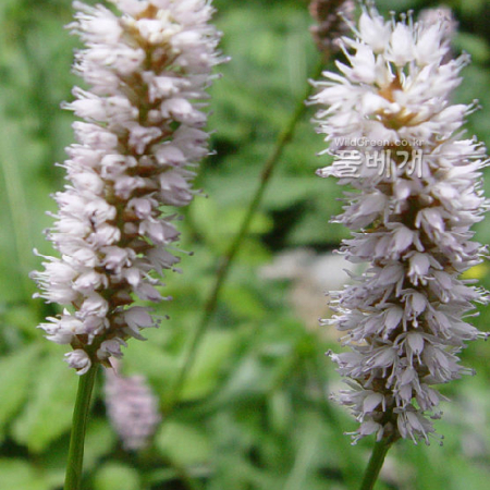 범꼬리(Bistorta officinalis Delarbre subsp. japonica (H.Hara) Yonek.) : 몽블랑