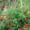 골무꽃(Scutellaria indica L.) : 하젤