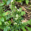 쓴풀(Swertia japonica (Schult.) Griseb.) : 통통배