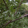 자두나무(Prunus salicina Lindl.) : habal