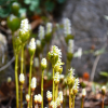 홀아비꽃대(Chloranthus japonicus Siebold) : 추풍