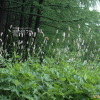 범꼬리(Bistorta officinalis Delarbre subsp. japonica (H.Hara) Yonek.) : 벼루