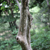 섬노린재나무(Symplocos coreana (H.Lev.) Ohwi) : 통통배