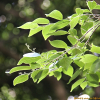 섬노린재나무(Symplocos coreana (H.Lev.) Ohwi) : 통통배
