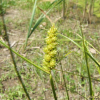 괭이사초(Carex neurocarpa Maxim.) : 塞翁之馬
