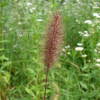강아지풀(Setaria viridis (L.) P.Beauv.) : 청암