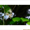 멀꿀(Stauntonia hexaphylla (Thunb.) Decne.) : 산들꽃