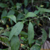 추분취(Rhynchospermum verticillatum Reinw.) : 통통배