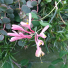 붉은인동(Lonicera x heckrottii Rehder) : 꽃천사
