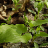 두루미꽃(Maianthemum bifolium (L.) F.W.Schmidt) : habal
