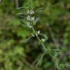 흰꽃광대나물(Lagopsis supina (Stephan) Ikonn.-Gal. ex Knorring) : 통통배