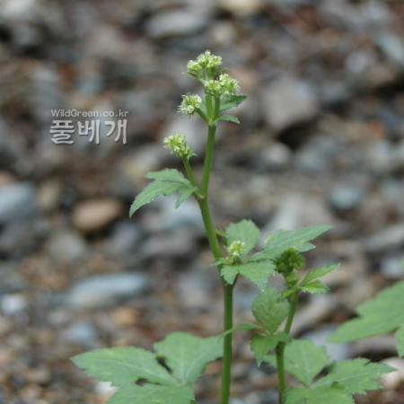 참반디(Sanicula chinensis Bunge) : 벼루