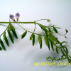 얼치기완두(Vicia tetrasperma (L.) Schreb.) : 현촌