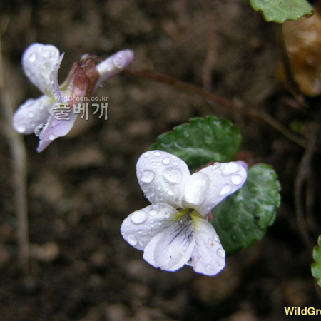 민둥뫼제비꽃(Viola tokubuchiana var. takedana (Makino) F.Maek.) : 둥근바위솔